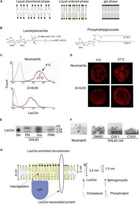 Glycolipids: Linchpins in the Organization and Function of Membrane Microdomains